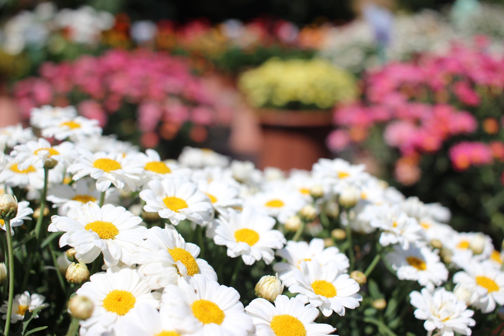 Argryanthemum frut-weiß-bub-Vollmary-Veitshöchheim2019