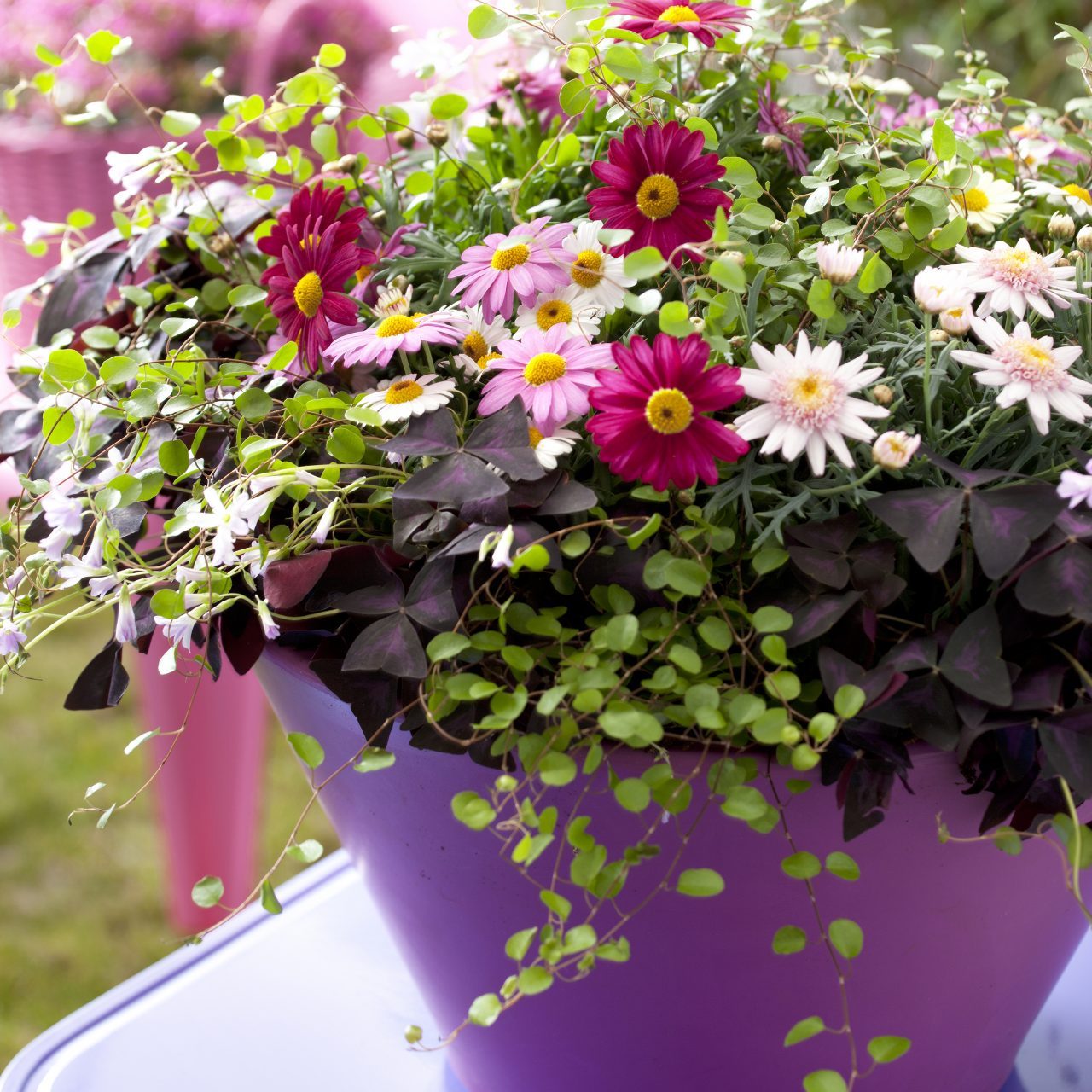 Argryanthemum mix-rot-rosa-bub-floradania2014